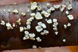Plicaturopsis crispa image