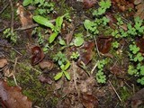 Peziza badia image