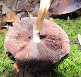 Psathyrella delineata image