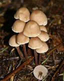 Gymnopus confluens image