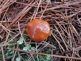 Cortinarius mucosus image