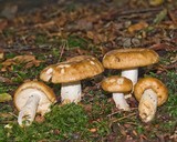 Russula foetens image