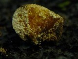 Amanita torrendii image
