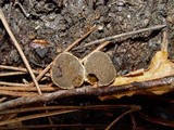 Rhizopogon luteolus image