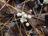 Marasmius capillaris image
