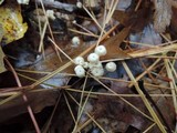 Marasmius capillaris image