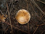 Lactarius chrysorrheus image