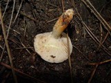 Lactarius chrysorrheus image