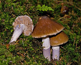 Cortinarius elatior image