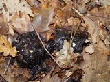 Asterophora lycoperdoides image