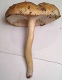 Hygrophorus monticola image