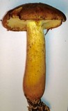 Gymnopilus ventricosus image