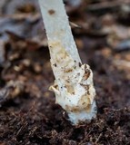 Amanita sect. Vaginatae image