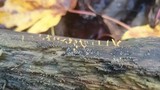 Calocera cornea image