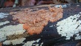 Phlebia radiata image