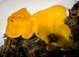 Cheilymenia fimicola image