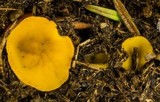 Cheilymenia fimicola image
