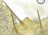 Cheilymenia fimicola image