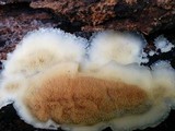 Merulius tremellosus image