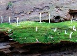 Multiclavula mucida image