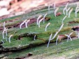 Multiclavula mucida image