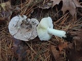 Tricholoma portentosum image