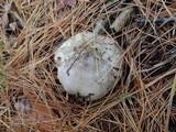 Tricholoma portentosum image