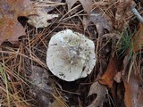 Tricholoma portentosum image