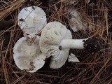 Tricholoma marquettense image