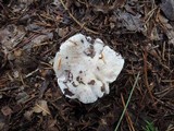 Tricholoma marquettense image