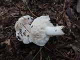 Tricholoma marquettense image