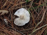 Tricholoma marquettense image