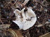 Tricholoma marquettense image