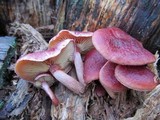 Gymnopilus luteofolius image