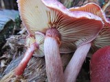 Gymnopilus luteofolius image