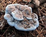 Hydnellum caeruleum image