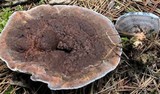 Hydnellum caeruleum image