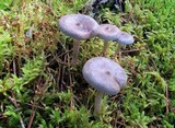Cantharellula umbonata image