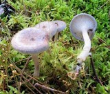 Cantharellula umbonata image