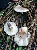 Clitopilus prunulus image
