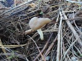 Helvella elastica image
