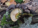 Sarcomyxa serotina image