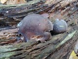 Sarcomyxa serotina image