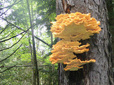 Laetiporus huroniensis image