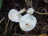 Hygrophorus chrysodon image