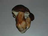 Boletus fibrillosus image