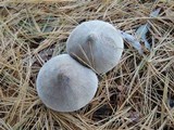 Tricholoma virgatum image
