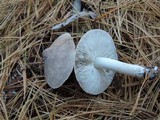 Tricholoma virgatum image