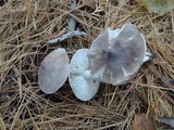 Tricholoma virgatum image