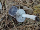 Tricholoma terreum image